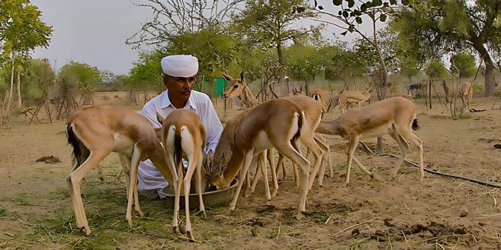 Bishnoi Community