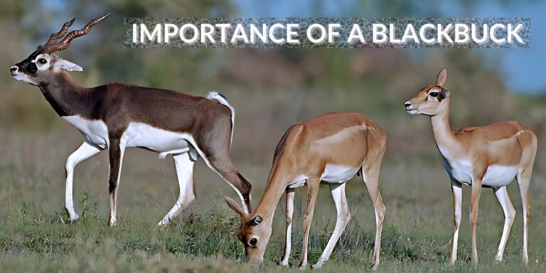 Blackbucks